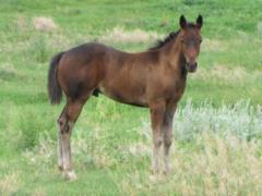 Top Gun Aladdin JW <BR> AQHA 5947390